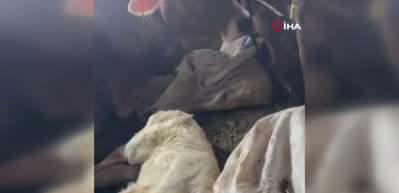 Erzurum'da &ccedil;ift başlı buzağı d&uuml;nyaya geldi