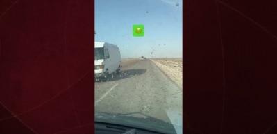 Fas'ta milyonlarca &ccedil;ekirge otoyolu istila etti