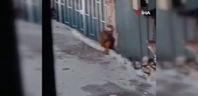 Fikirtepe'de bulundurulması yasaklı maymun t&uuml;r&uuml; yakalandı