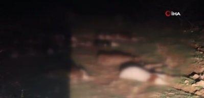 Kırşehir'de bulunan 13 cansız hayvan jandarmayı harekete ge&ccedil;irdi