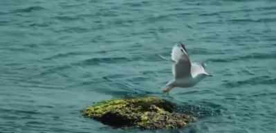 Mavi vatana yeni savunma g&uuml;c&uuml; Sancar SİDA mest etti