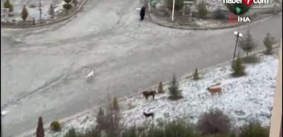 Kastamonu'da dehşet anları: Sokak k&ouml;pekleri kadın ve &ccedil;ocuklara saldırdı