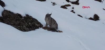 Vaşak, avlanırken g&ouml;r&uuml;nt&uuml;lendi