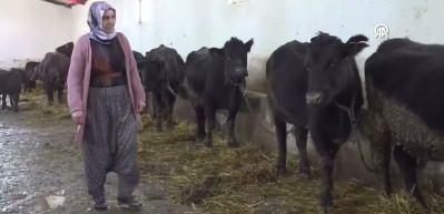 Devlet desteğiyle aldığı 15 hayvan 5 ayda 30&rsquo;a &ccedil;ıktı