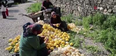 Dalında 20, kuruyunca 65 TL'den satılıyor