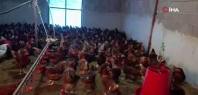 Ev kiraları şehirden ka&ccedil;ırdı, k&ouml;yde "gezen tavuk" &ccedil;iftliği kurdu