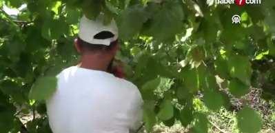 Ramazan Bayramı &ouml;ncesi fındık fiyatları 240 liraya geriledi