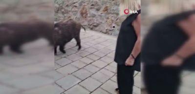 G&ouml;r&uuml;nt&uuml;ler Muğla'dan: Safiye Soyman kapısına gelen domuzu besledi