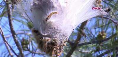  Ormanlarda sessiz tehlike; &ccedil;am kese tırtılı uyarısı