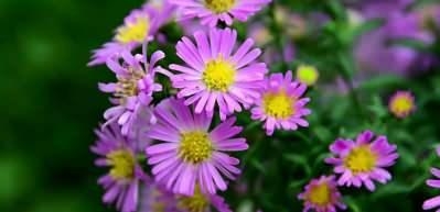 Polen alerjisi alarmı! Tedavi edilmeyen hastalık astımı tetikliyor