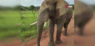 Safari turunda T&uuml;rk turistleri 5 tonluk fil kovaladı