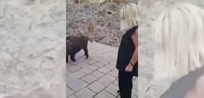 Safiye Soyman, evinin &ouml;n&uuml;ne gelen yaban domuzunu cevizle besledi!