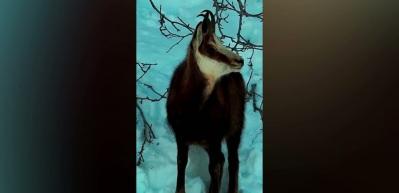 Tunceli kırsalı... Doğal yaşamda denklem değişiyor