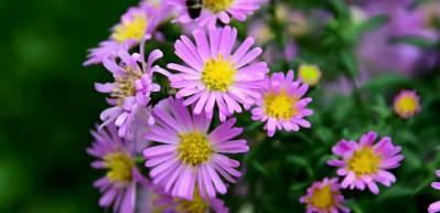 Uzman isimden kritik uyarılar: Bahar aylarının kabusu polen alerjisi alarmı!