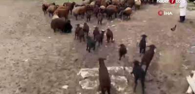 Ağrı'da kuzuların anneleri ile buluşması renkli anlara sahne oldu 