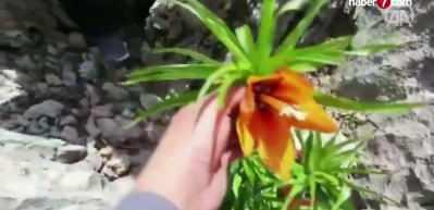 Bu laleleri g&ouml;zleri gibi koruyorlar