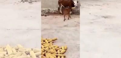 Buzağının merhameti herkesi duygulandırdı: Bağlı olan annesine yemek taşıdı!