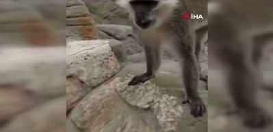 Denizli'de ka&ccedil;an maymun ormanlık alanda yakalanarak hayvanat bah&ccedil;esine g&ouml;nderildi