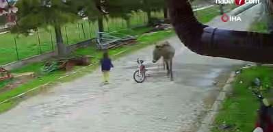 Evinin bah&ccedil;esinde oynayan k&uuml;&ccedil;&uuml;k kıza eşek saldırdı, ağabeyi sopayla kurtardı