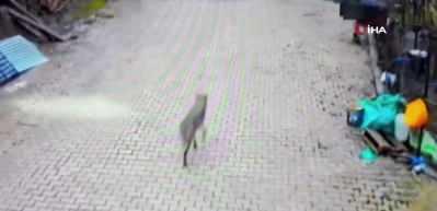 Feke'de yerleşim alanına inen kurt g&ouml;r&uuml;nt&uuml;lendi