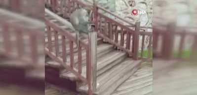 Ka&ccedil;ak maymun Denizli turuna &ccedil;ıktı