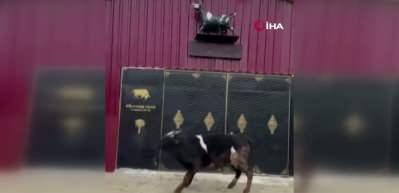 Heykeli ger&ccedil;ek sanıp ka&ccedil;tı: Tosunun şaşkınlığı sosyal medyada g&uuml;ndem oldu