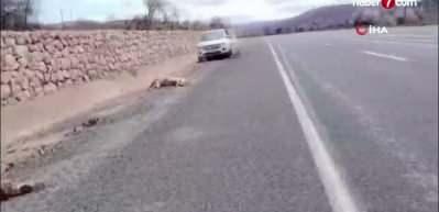 Otomobil koyun s&uuml;r&uuml;s&uuml;ne daldı: 9 koyun telef oldu 