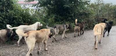 Aybastı'da başıboş k&ouml;pek artışı vatandaşları tedirgin ediyor