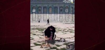 Filistinliler 41 g&uuml;nl&uuml;k yokluğun ardından Mescid-i Aksa&rsquo;nın kedilerini besledi