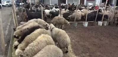 Kurbanlıklar ahırda 12 bin, pazarda 25 bin TL!