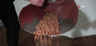 Yılın ilk &ccedil;eyreğinde 2 bin 784 ton fındık ihra&ccedil; edildi