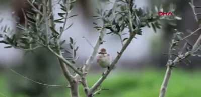 Hatay semalarında s&uuml;rpriz misafir: T&uuml;rkistan &ouml;r&uuml;mcekkuşu ilk kez g&ouml;r&uuml;nt&uuml;lendi