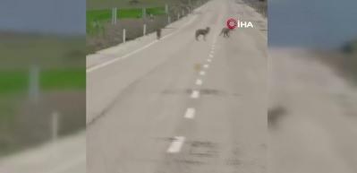 Erzincan'da dikkat &ccedil;eken manzara: Kurtlar yolda cirit attı 