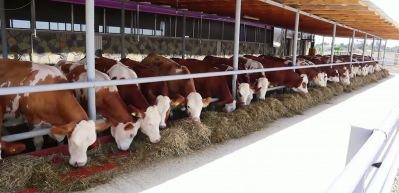 Diyanet işleri Başkanı vekalet yoluyla kurban kesim bedellerini a&ccedil;ıkladı