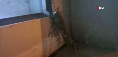 Diyarbakır'da dev et&ccedil;il &ccedil;ekirgenin boyutu şaşkınlık yarattı