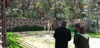 Gaziantep&rsquo;te tarihi doğum: T&uuml;rkiye&rsquo;nin ilk yavru z&uuml;rafası ziyaret&ccedil;ilerin karşısına &ccedil;ıktı
