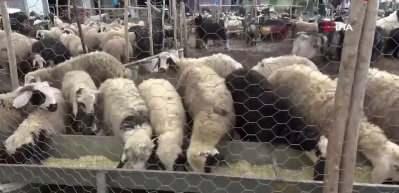 Kurban bayramı i&ccedil;in yeni d&uuml;zenleme: kesimler randevulu yapılacak