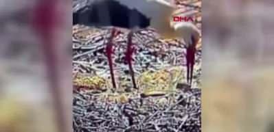 G&ouml;&ccedil;ten 15'nci kez gelen Yaren leylek baba oldu