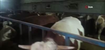 Kurban pazarında hareketlilik başladı
