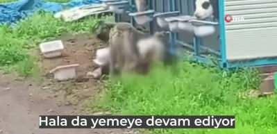 Konya'da başıboş k&ouml;pekler &uuml;reticinin yetiştirdiği buzağıyı telef etti