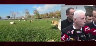 İstanbul Valisi G&uuml;l "Sahipsiz k&ouml;peklerin y&uuml;zde 46'sı toplandı" dedi