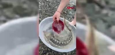 Satın aldığı balığı, canlı ve nesli tehlikedeki t&uuml;r olduğunu g&ouml;r&uuml;nce denize ulaştırdı