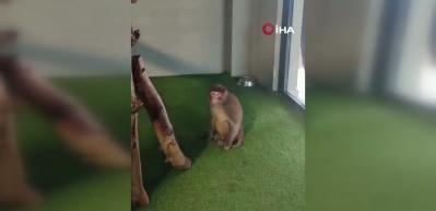 Yozgat'ta bulunan Hint şebeği Ankara'da koruma altına alındı