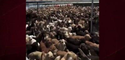 Başıboş sokak k&ouml;peği ter&ouml;r&uuml;ne &ccedil;&ouml;z&uuml;m  'Topluca itlaf edilmeliler'