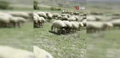 Başkent&rsquo;te bir yılan koyun s&uuml;r&uuml;s&uuml;ne saldırdı