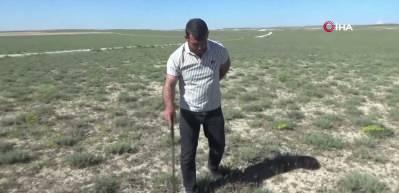 "Dolaman kurdu" g&uuml;nde 60 bin liralık mantar buluyor
