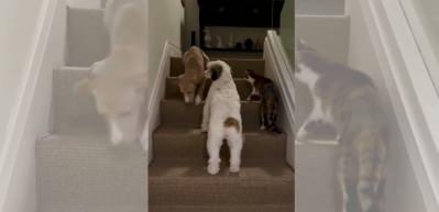 G&uuml;lben Ergen'in anneler g&uuml;n&uuml; paylaşımı tepki topladı! K&ouml;pekler eve, anne huzurevine