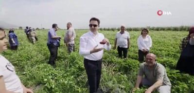 Hatay Hassa&rsquo;da &ccedil;ilek hasadı başladı: Kilosu 80&ndash;110 TL&rsquo;den satılıyor