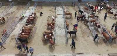 Hayvan pazarlarında Kurban Bayramı haraketliliği başladı