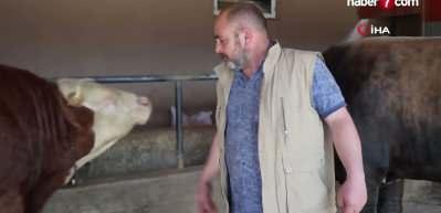Koceeli'de &ccedil;iftliğin g&ouml;zdesi 1 ton 300 kiloluk tosun oldu